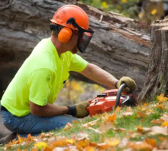 tree services Westfield